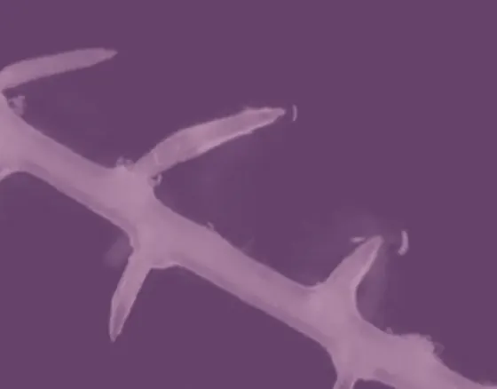 Rizoma — revista de literatura, motion graphics